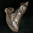 Rooted Triceratops Tooth - #7161-1